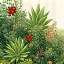 日本の在来種植物と食虫植物が共生する、色彩豊かな庭のイラスト